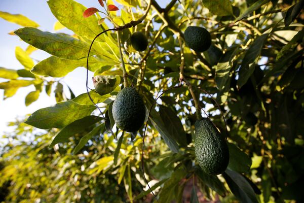 Плоды авокадо на плантации компании Trops недалеко от Тавиры, Португалия - Sputnik Қазақстан