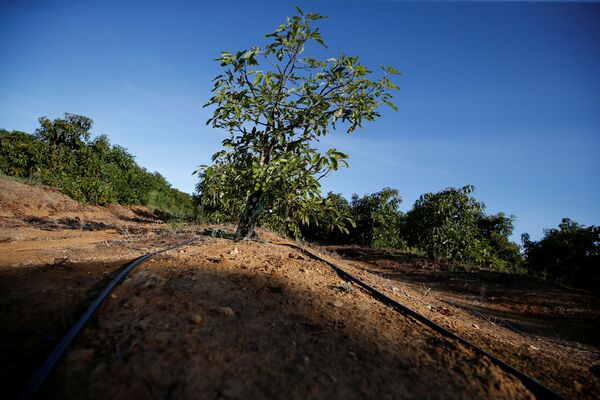 Авокадо на плантации компании Trops недалеко от Тавиры, Португалия - Sputnik Қазақстан