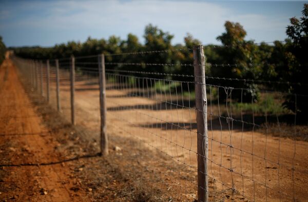 Огороженная забором с колючей проволокой плантация авокадо в регионе Алгарве в Португалии - Sputnik Қазақстан