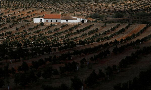 Плантация авокадо в регионе Алгарве в Португалии - Sputnik Қазақстан