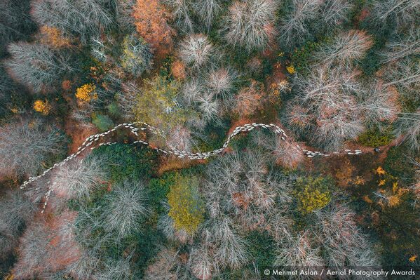 Снимок Forest Path турецкого фотографа Mehmet Aslan, победивший в категории Trees & forests конкурса Aerial Photography Awards 2020 - Sputnik Қазақстан