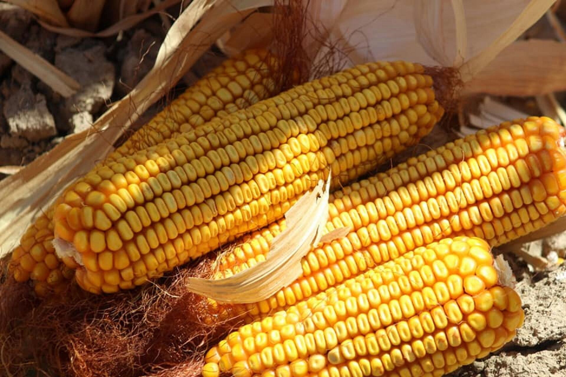 Кукуруза, иллюстративное фото  - Sputnik Казахстан, 1920, 26.11.2025