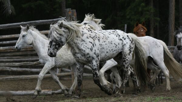 Лошади алтайской породы - Sputnik Казахстан