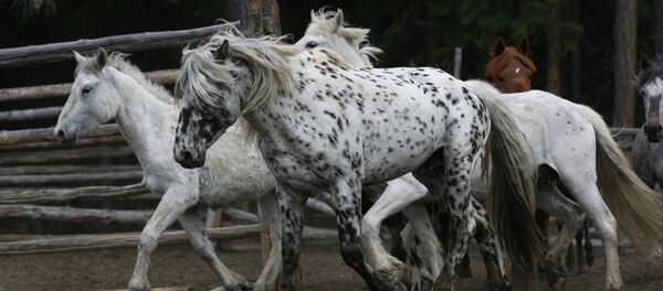 Лошади алтайской породы - Sputnik Казахстан