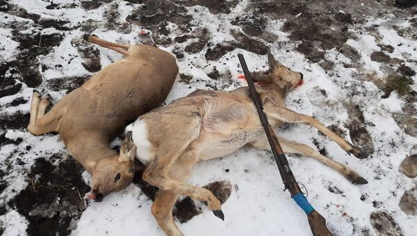 Браконьеров с тушами косуль поймали в Костанайской области - Sputnik Казахстан