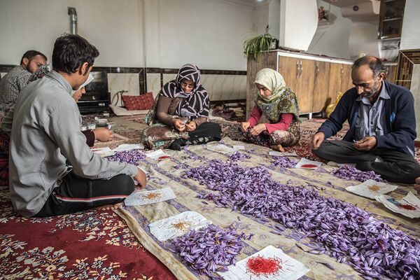 Люди во время сбора шафрана в иранской провинции Голестан - Sputnik Казахстан