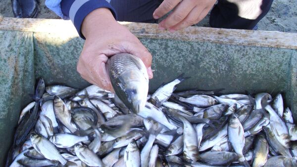 Кызылординская область стала первой в стране, разработавшей проект региональной программы развития рыбного хозяйства - Sputnik Казахстан