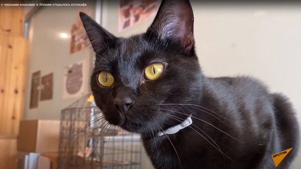 10$ за час с черными кошками: котокафе в Японии - видео - Sputnik Қазақстан