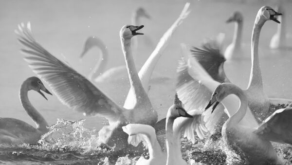 Лебеди-кликуны на Лебедином озере, расположенном на территории государственного природного комплексного заказника Лебединый в Алтайском крае - Sputnik Казахстан