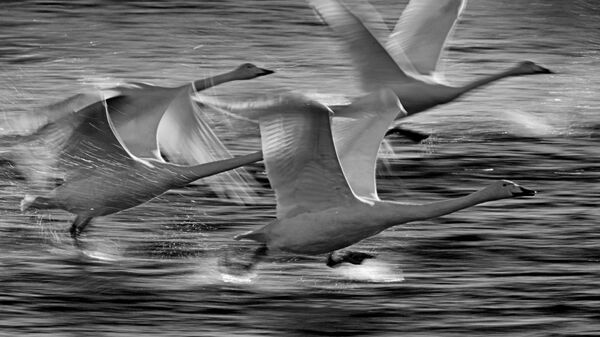 Лебеди-кликуны на Лебедином озере, расположенном на территории государственного природного комплексного заказника Лебединый в Алтайском крае - Sputnik Қазақстан