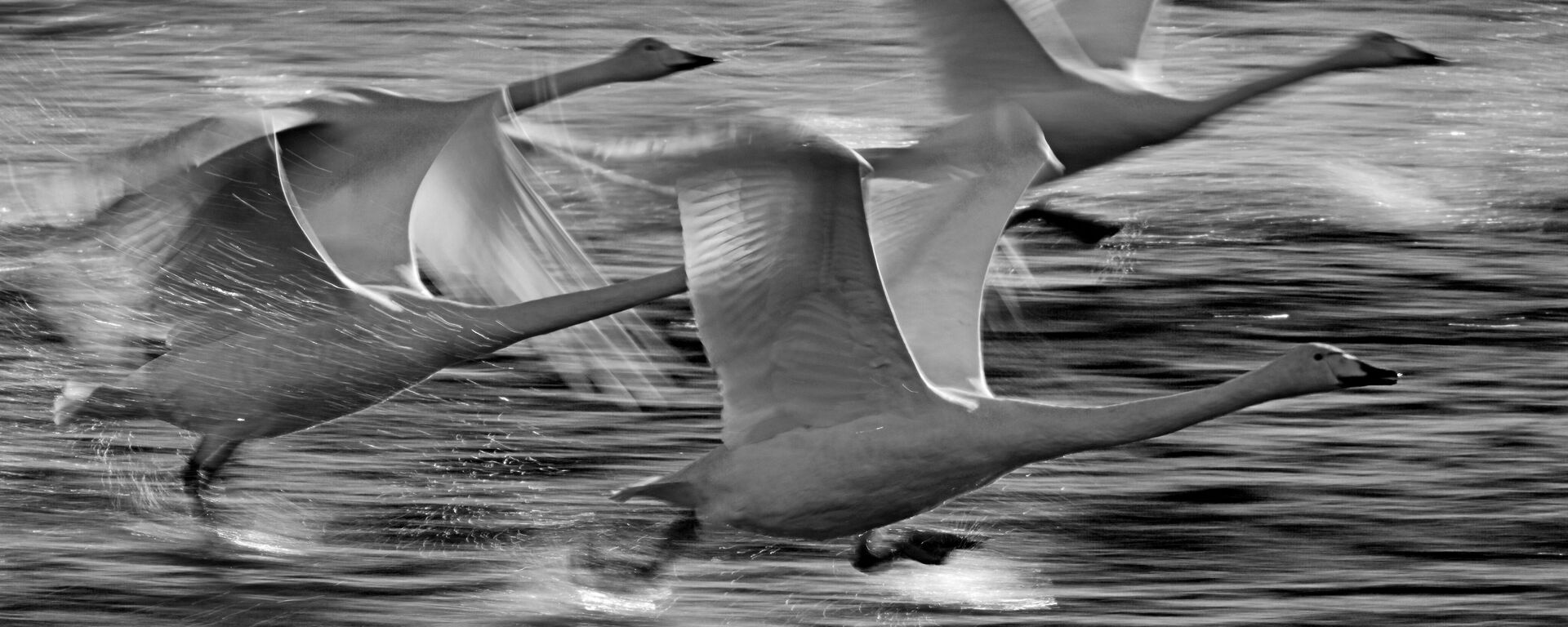 Лебеди-кликуны на Лебедином озере, расположенном на территории государственного природного комплексного заказника Лебединый в Алтайском крае - Sputnik Казахстан, 1920, 11.04.2021