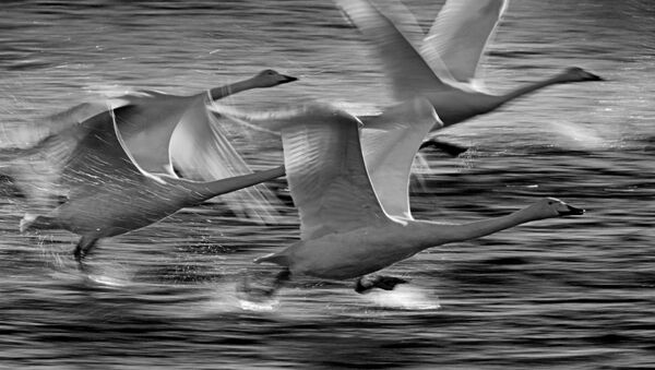 Лебеди-кликуны на Лебедином озере, расположенном на территории государственного природного комплексного заказника Лебединый в Алтайском крае - Sputnik Қазақстан