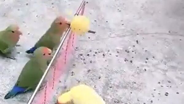 Попугаи играют в волейбол  - Sputnik Казахстан