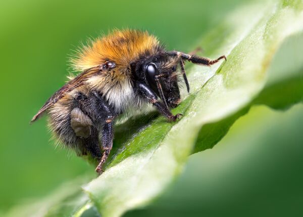 Снимок Carder Bee фотографа Jamie Spensley, ставший Young Bug Photographer в конкурсе Luminar Bug Photography Awards 2020 - Sputnik Қазақстан