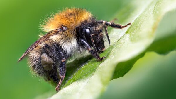 Снимок Carder Bee фотографа Jamie Spensley, ставший Young Bug Photographer в конкурсе Luminar Bug Photography Awards 2020 - Sputnik Қазақстан