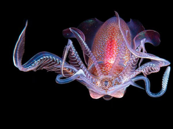 Снимок Diamond Squid фотографа Galice Hoarau, ставший победителем в категории Aquatic Bugs в конкурсе Luminar Bug Photography Awards 2020 - Sputnik Қазақстан