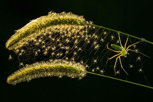 Снимок Microspur 1 фотографа Lung-Tsai Wang, ставший победителем в категории Arachnids в конкурсе Luminar Bug Photography Awards 2020 - Sputnik Казахстан