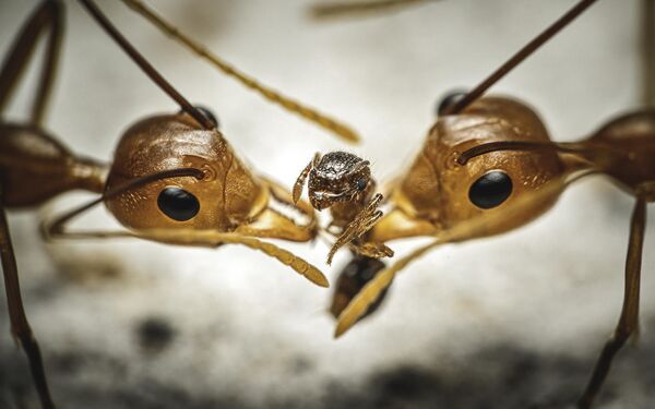 Снимок Tug of War фотографа Reynante Martinez, ставший победителем в категории All the Other Bugs в конкурсе Luminar Bug Photography Awards 2020 - Sputnik Казахстан