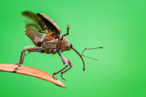 Снимок 3…2…1.. Take off! фотографа Christian Brockes, ставший победителем в категории Beetles в конкурсе Luminar Bug Photography Awards 2020 - Sputnik Казахстан