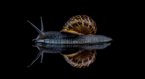 Снимок Snail фотографа David Lain, ставший победителем в категории Snails and Slugs в конкурсе Luminar Bug Photography Awards 2020 - Sputnik Казахстан