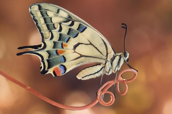 Снимок Swallowtail фотографа Sara Jazbar, ставший победителем в категории Butterflies and Moths в конкурсе Luminar Bug Photography Awards 2020 - Sputnik Қазақстан