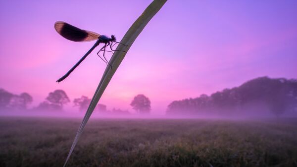 Снимок Purple haze фотографа Chris Ruijter, ставший третьим в категории Flies, Bees, Wasps and Dragonflies в конкурсе Luminar Bug Photography Awards 2020 - Sputnik Казахстан