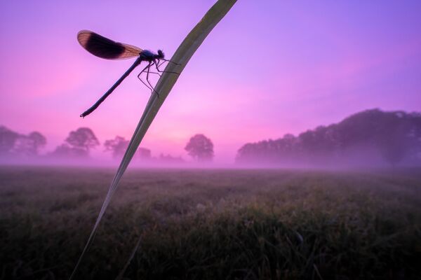 Снимок Purple haze фотографа Chris Ruijter, ставший третьим в категории Flies, Bees, Wasps and Dragonflies в конкурсе Luminar Bug Photography Awards 2020 - Sputnik Казахстан