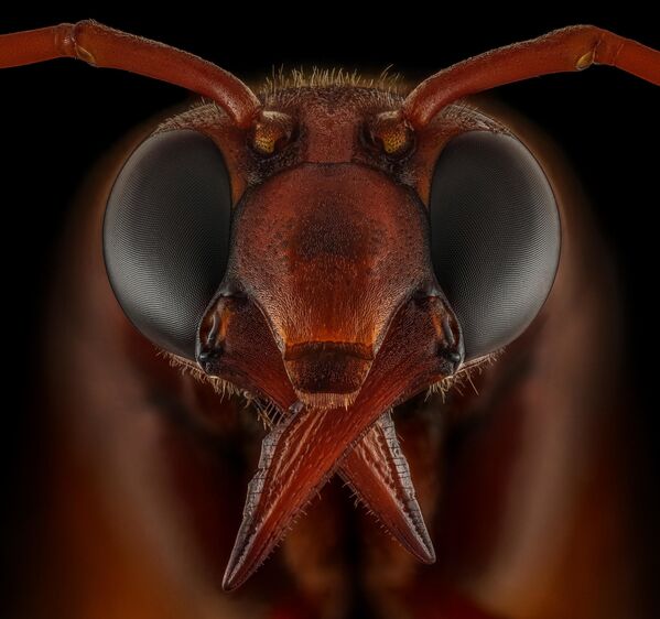 Снимок Potter Wasp фотографа Riyad Hamzi, ставший победителем в категории Extreme Close-Up в конкурсе Luminar Bug Photography Awards 2020 - Sputnik Казахстан