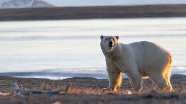 Белый медведь у села Рыркайпий на Чукотке - Sputnik Казахстан
