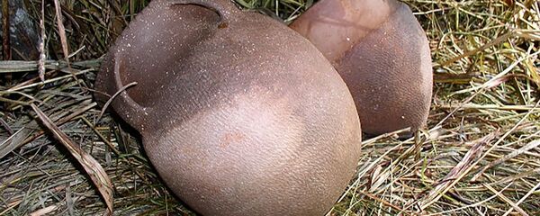 Кувшины Кувшины - Sputnik Казахстан