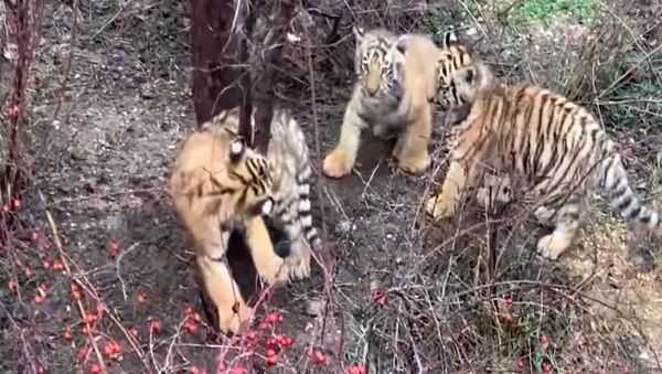 Любопытный тигренок застрял между деревьями - трогательное видео спасения  - Sputnik Казахстан