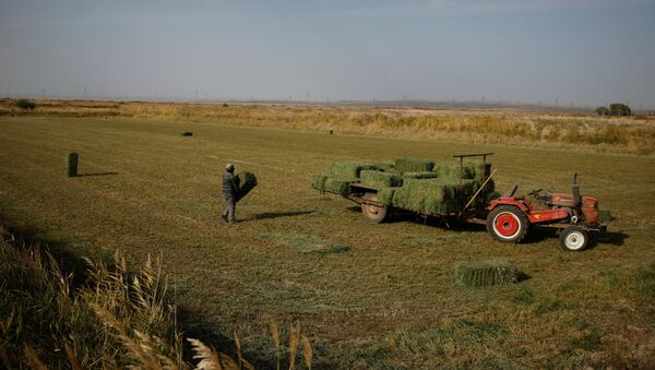 Фермер работает в поле на окраине пустыни Гоби в деревне на окраине Юмэнь, провинция Ганьсу, Китай - Sputnik Қазақстан