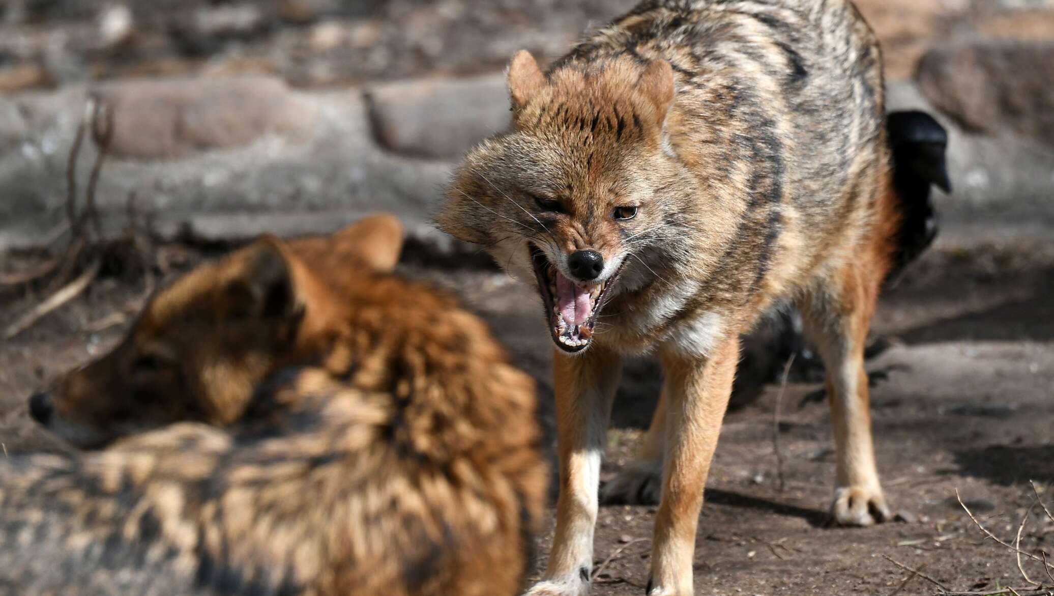 Қара семіз жопа порно