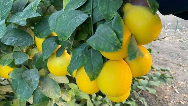 В Туркестане откроются обучающие курсы по навыкам выращивания лимонов  - Sputnik Казахстан