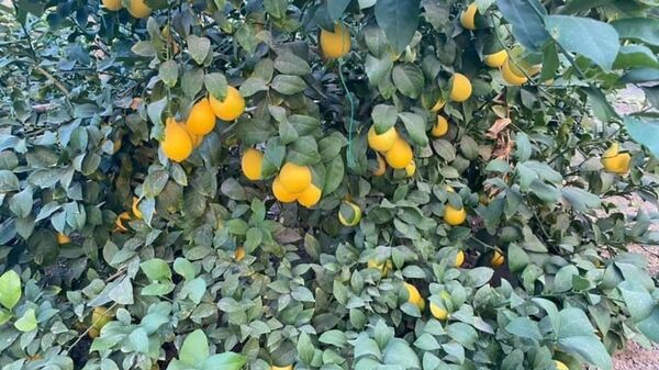 Лимоны, выращенные в теплицах - Sputnik Казахстан