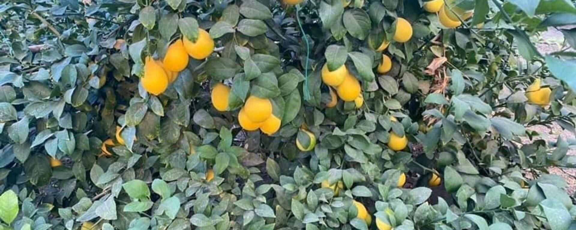 Лимоны, выращенные в теплицах - Sputnik Казахстан, 1920, 27.09.2022