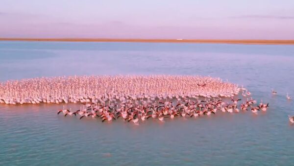 Сотни розовых фламинго остановились на озере в Казахстане - Sputnik Казахстан