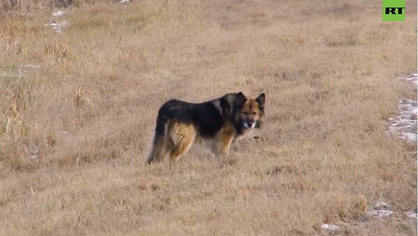 Тобольский Хатико: собака 11 лет ждет своего покойного хозяина - видео - Sputnik Казахстан