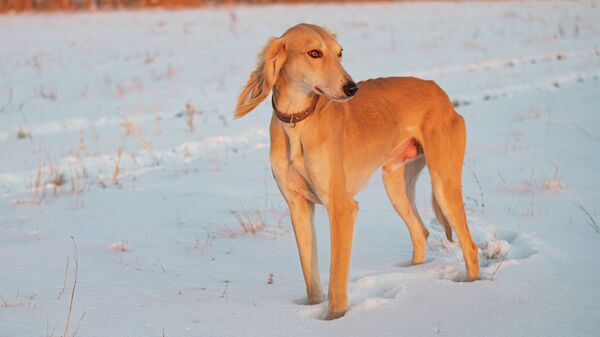 Собака национальной породы тазы, казахская борзая  - Sputnik Қазақстан