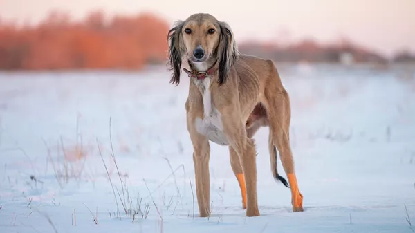 Собака национальной породы тазы, казахская борзая  - Sputnik Казахстан