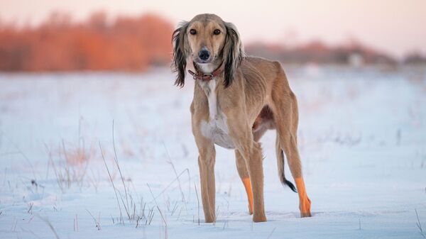 День тазы и тобета будут отмечать 3 сентября в Казахстане