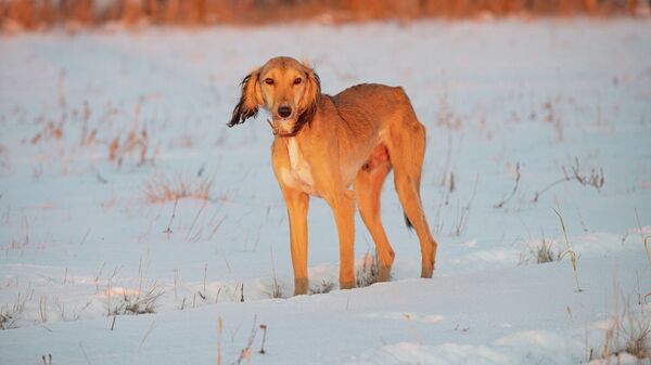 Собака национальной породы тазы, казахская борзая  - Sputnik Казахстан