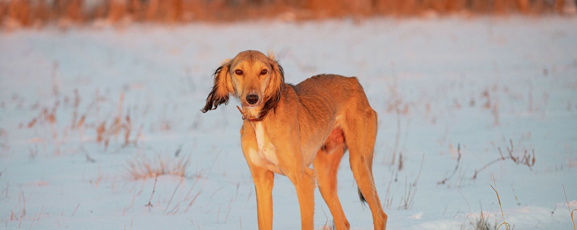 Собака национальной породы тазы, казахская борзая  - Sputnik Казахстан, 1920, 04.04.2023