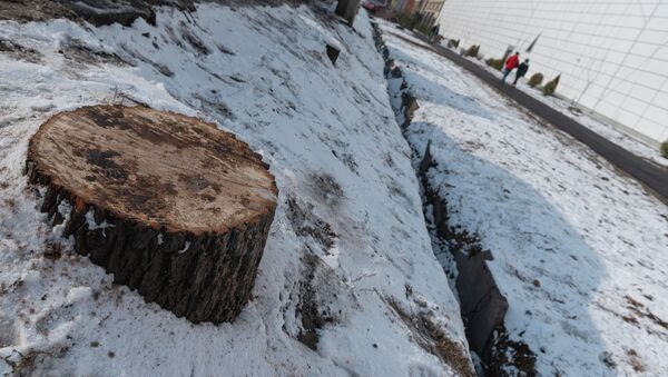 Деревья вырубили возле Sulpak в Алматы - Sputnik Қазақстан