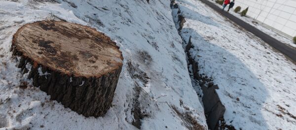 Деревья вырубили возле Sulpak в Алматы Деревья вырубили возле Sulpak в Алматы - Sputnik Казахстан