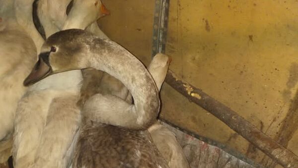 Лебедя, уцелевшего после нападения браконьеров, взял домой волонтер  - Sputnik Казахстан