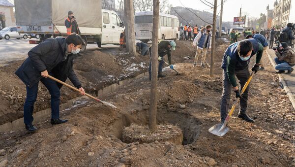 Алматинцы высадили новые краснокнижные дубы возле Sulpak - фото - Sputnik Казахстан