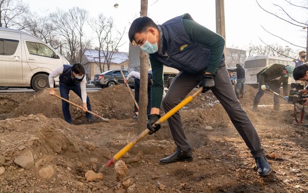 Акция по посадке деревьев взамен вырубленных у известного магазина электроники - Sputnik Казахстан