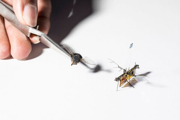 Летающий робот RoboFly немного больше настоящей мухи - Sputnik Казахстан