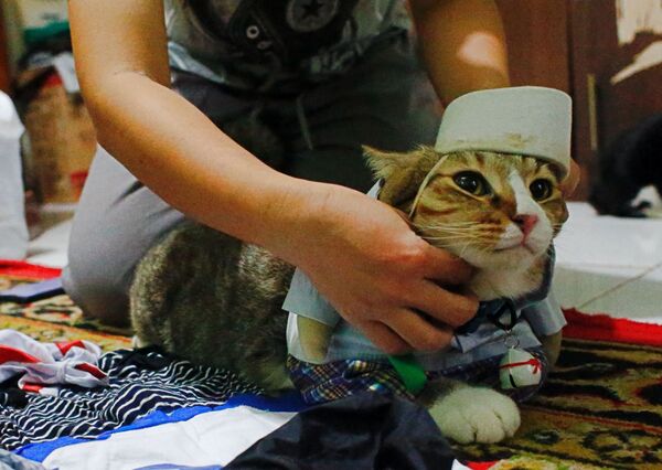 Кошка в косплей-костюме - Sputnik Казахстан